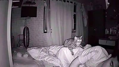 Son chat le fixe durant son sommeil, il installe une caméra et découvre l’impensable
