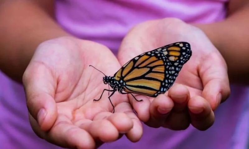 C'est la signification spirituelle de recevoir la visite d'un papillon dans votre maison