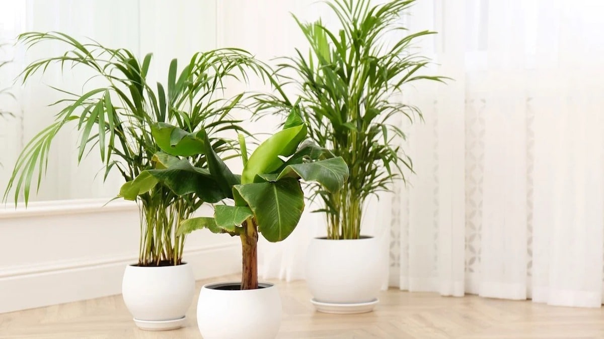 Elles attirent les bonnes choses, les plantes qui apportent la prospérité dans votre maison