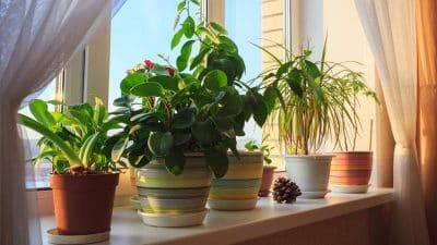 Découvrez où placer la plante à argent pour attirer la prospérité dans votre maison